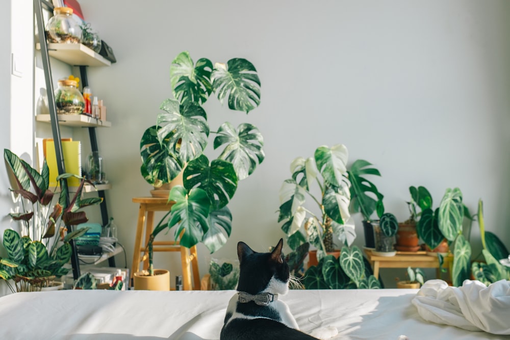 tuxedo cat on table near green indoor plant