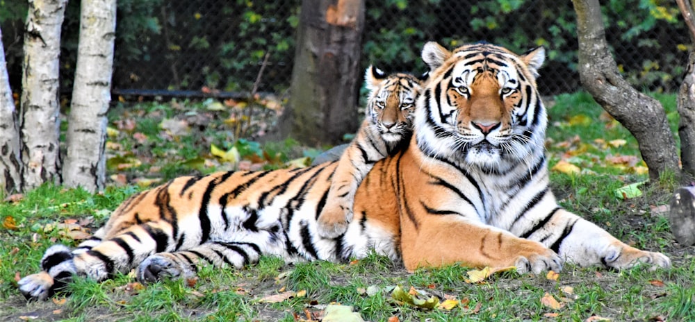 Tigre brun et noir couché sur le sol