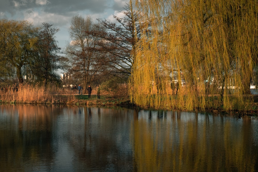 brown trees beside river during daytime