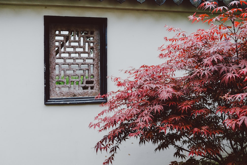 red and green plant on window