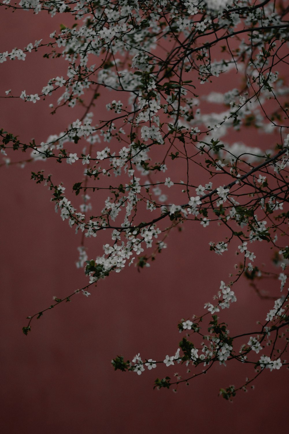 brown and white leaf tree