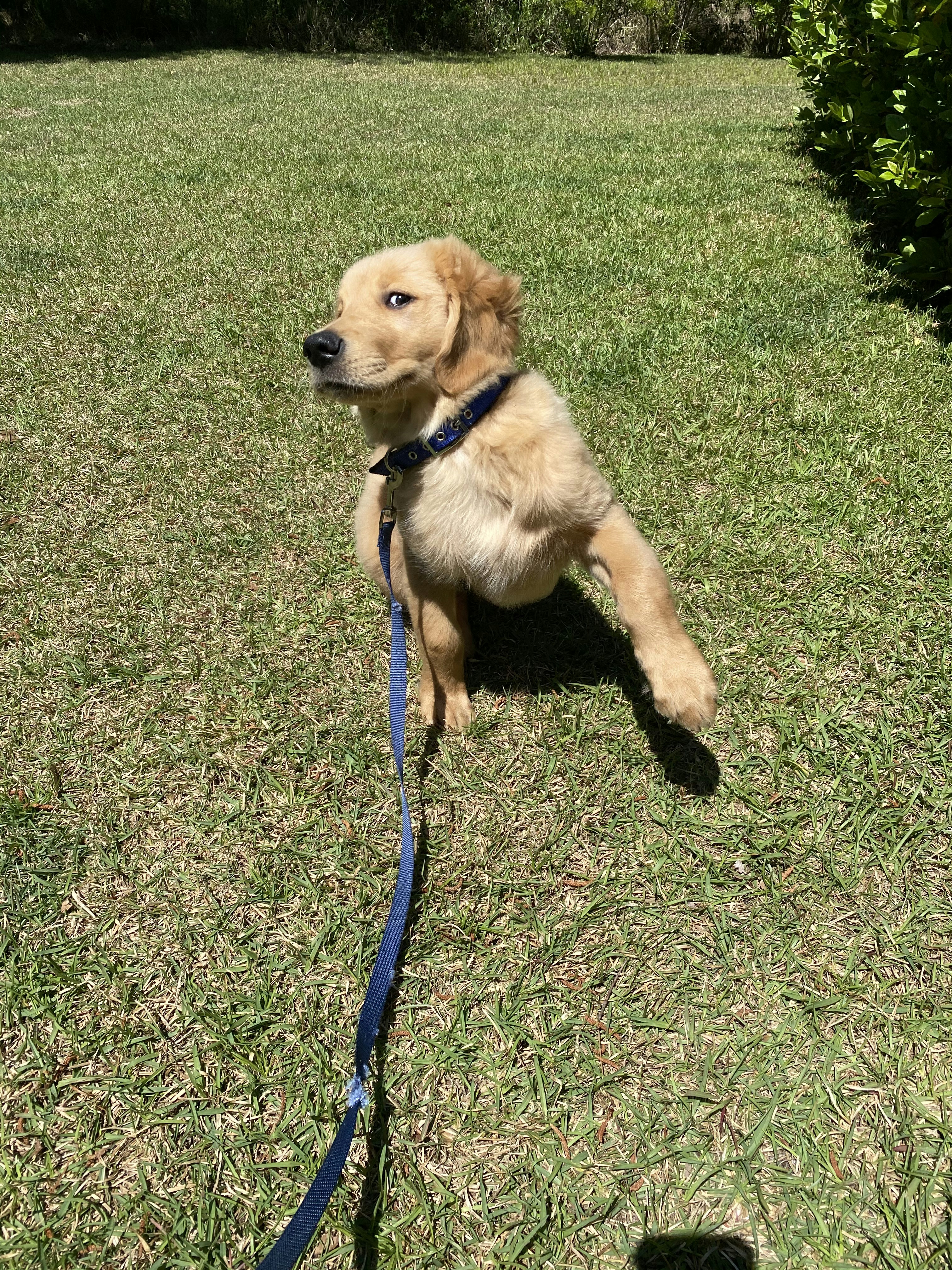Cute Golden Puppy