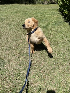 A playful golden retriever tugging on a bright, durable leash in a sunny park.