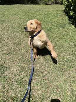 A playful golden retriever puppy with bright eyes and a wagging tail sitting on a grassy lawn.