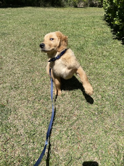 Close-up of a playful golden retriever puppy wagging its tail in a sunlit garden.