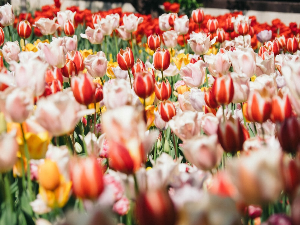 red and yellow tulips in bloom during daytime