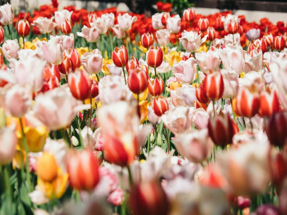 Tulipanes rojos y amarillos en flor durante el día