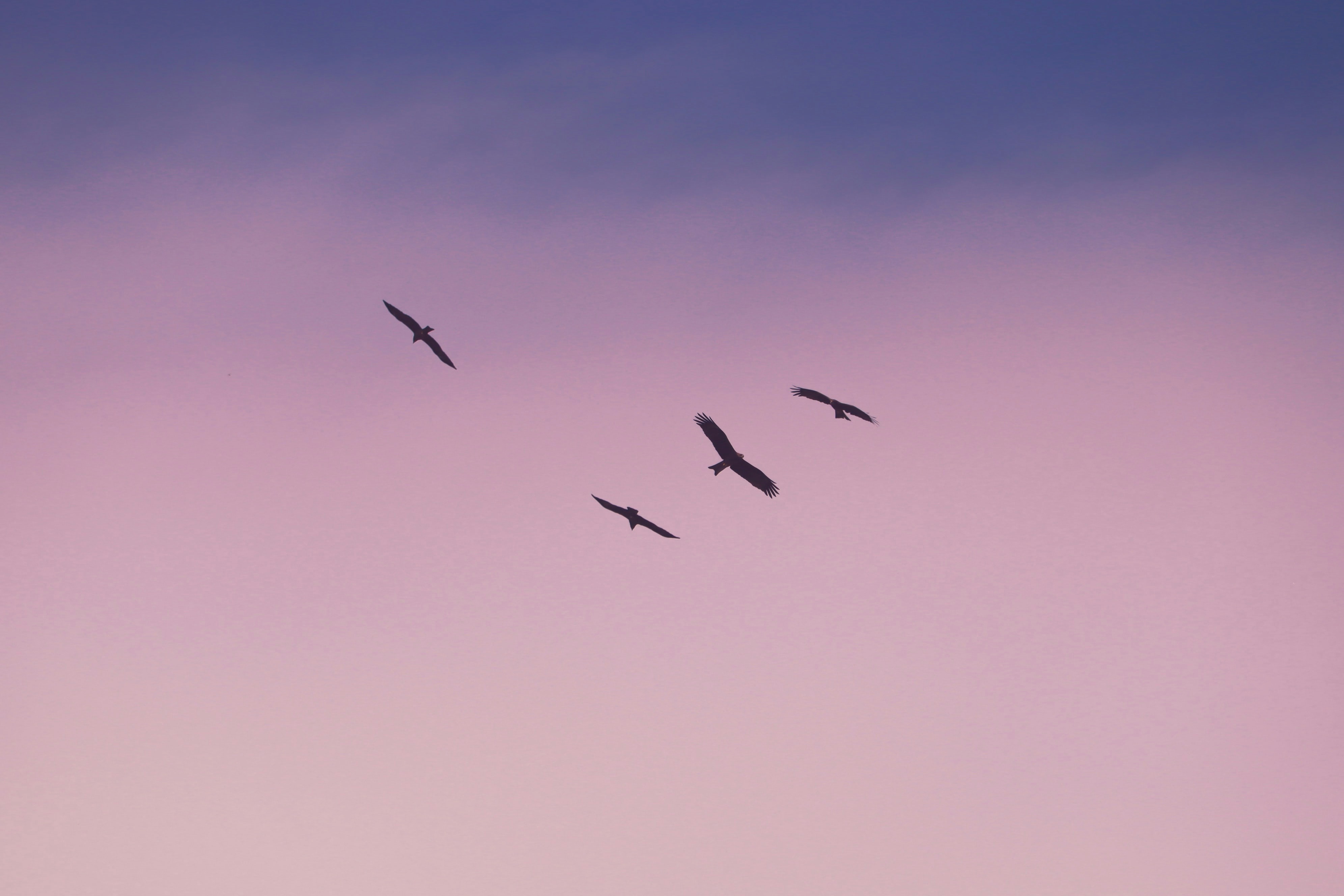Photo by victim1