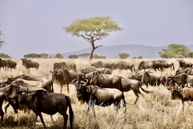 herd of water buffalo on brown grass field during daytime
