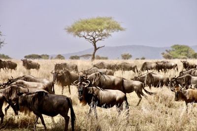 herd of water buffalo on brown grass field during daytime