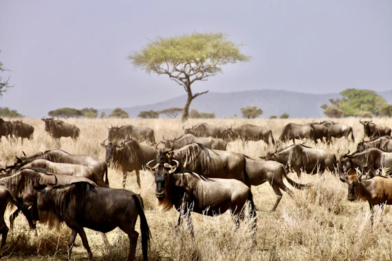 herd of water buffalo on brown grass field during daytime