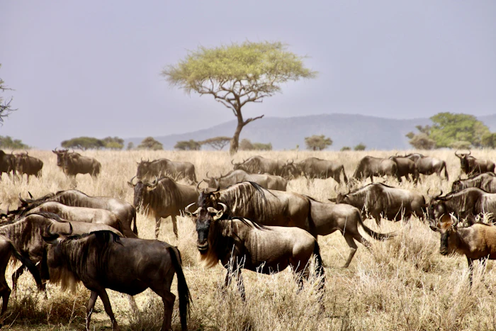 Safari scenery in Tanzania