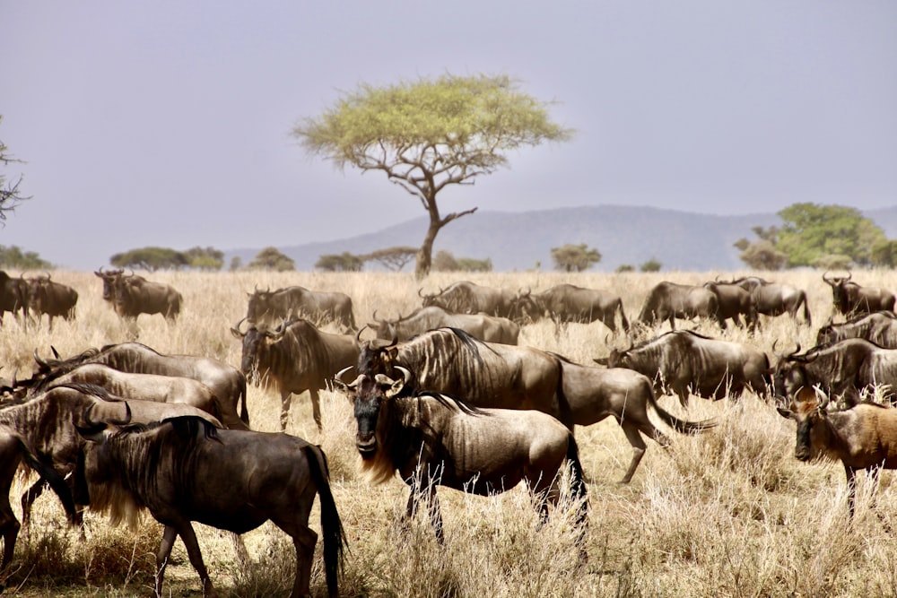 herd of water buffalo on brown grass field during daytime