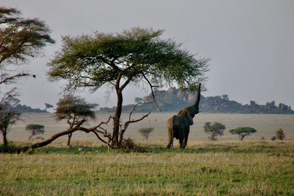 Nairobi