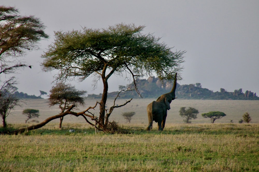 brown horse on green grass field during daytime