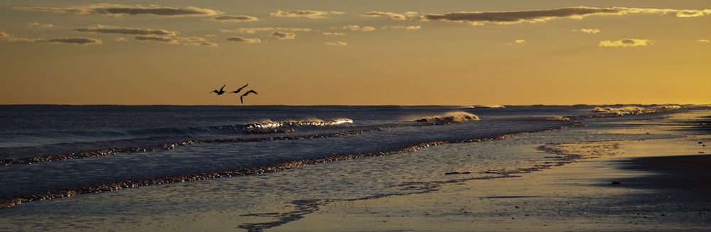 oiseaux volant au-dessus de la mer au coucher du soleil