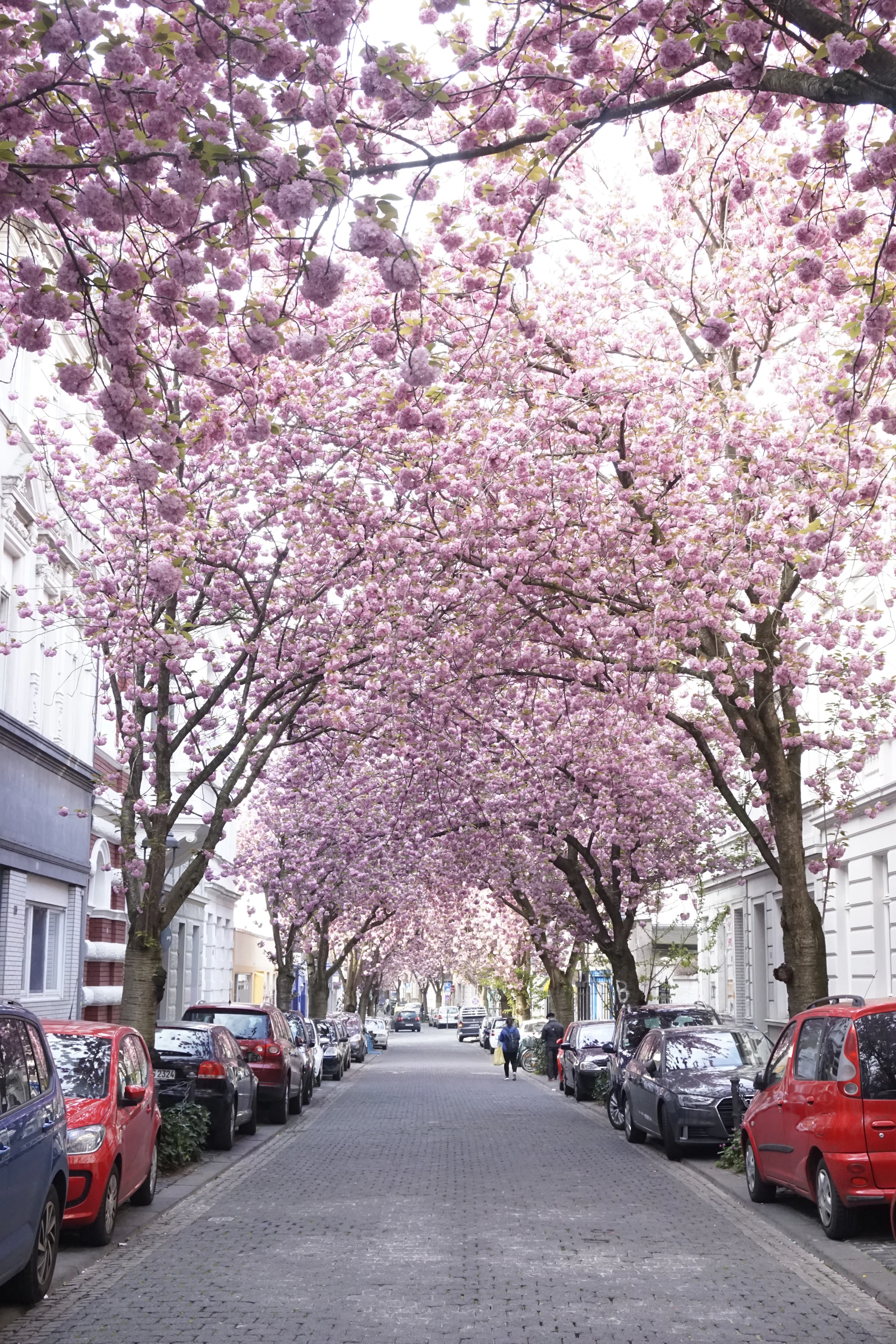 Cherry blossoms on Heerstraße, Bonn
