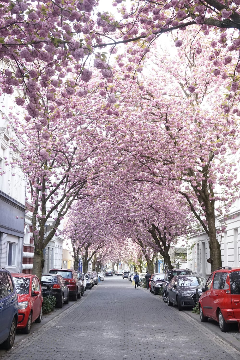 Cerisier rose en fleurs dans la rue pendant la journée