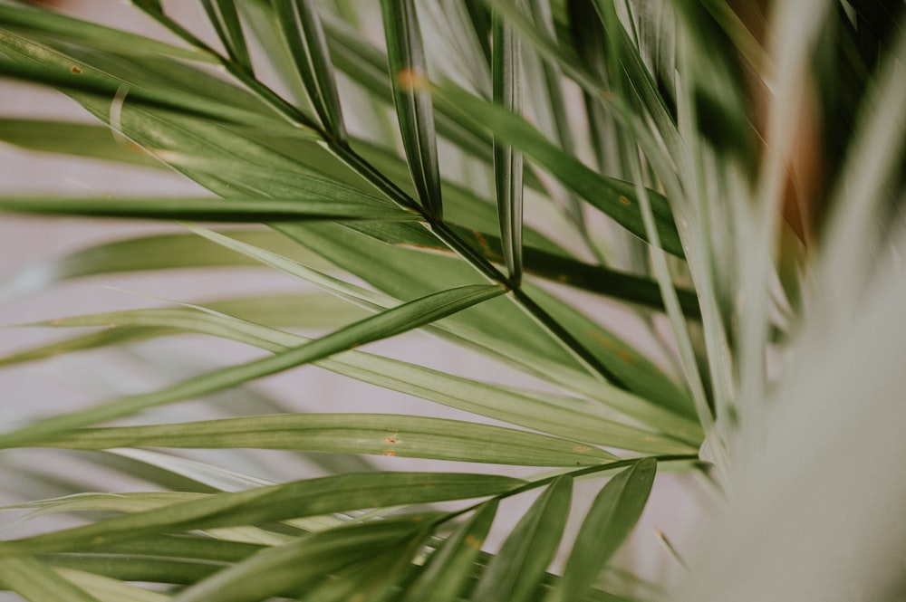 green leaf plant in close up photography