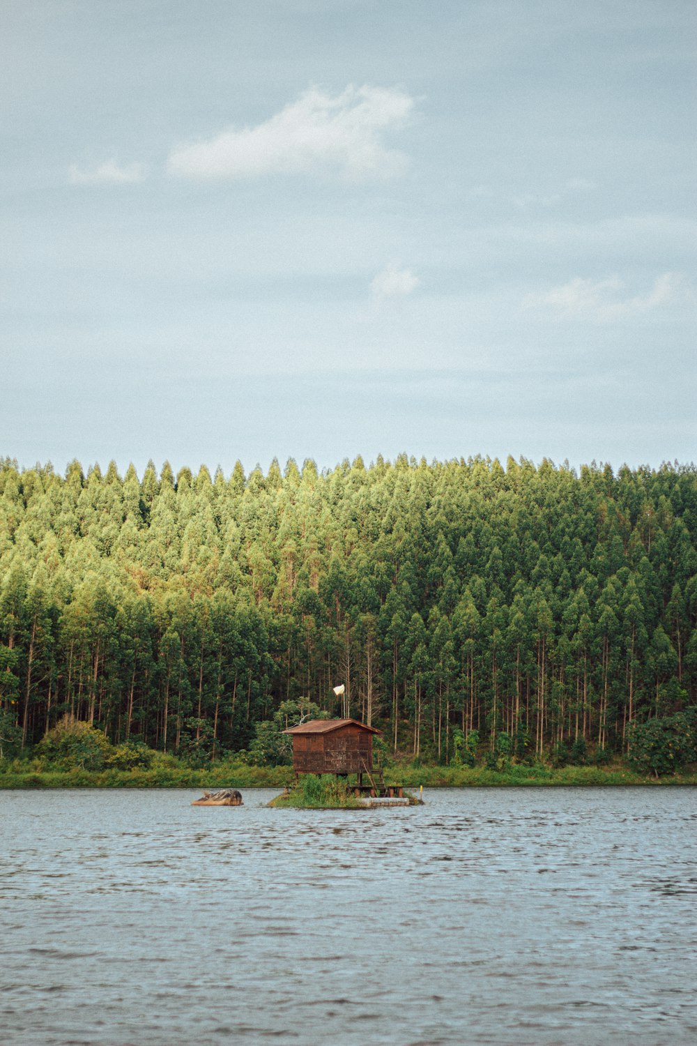 Maison en bois marron sur un champ d’herbe verte près du plan d’eau pendant la journée
