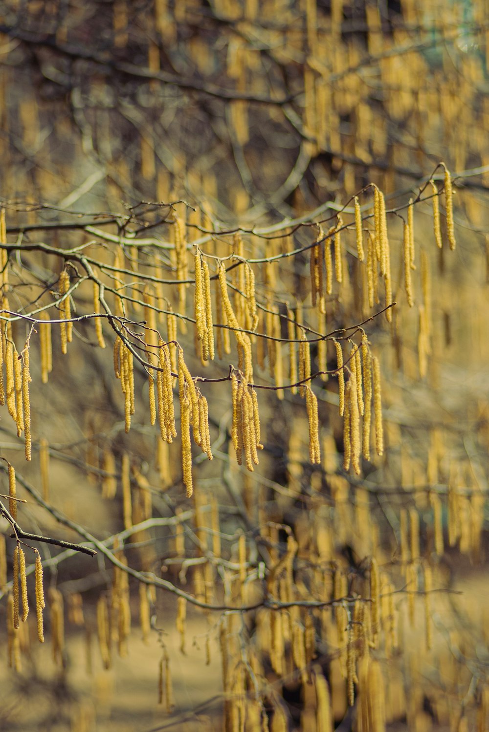 brown dried grass in tilt shift lens