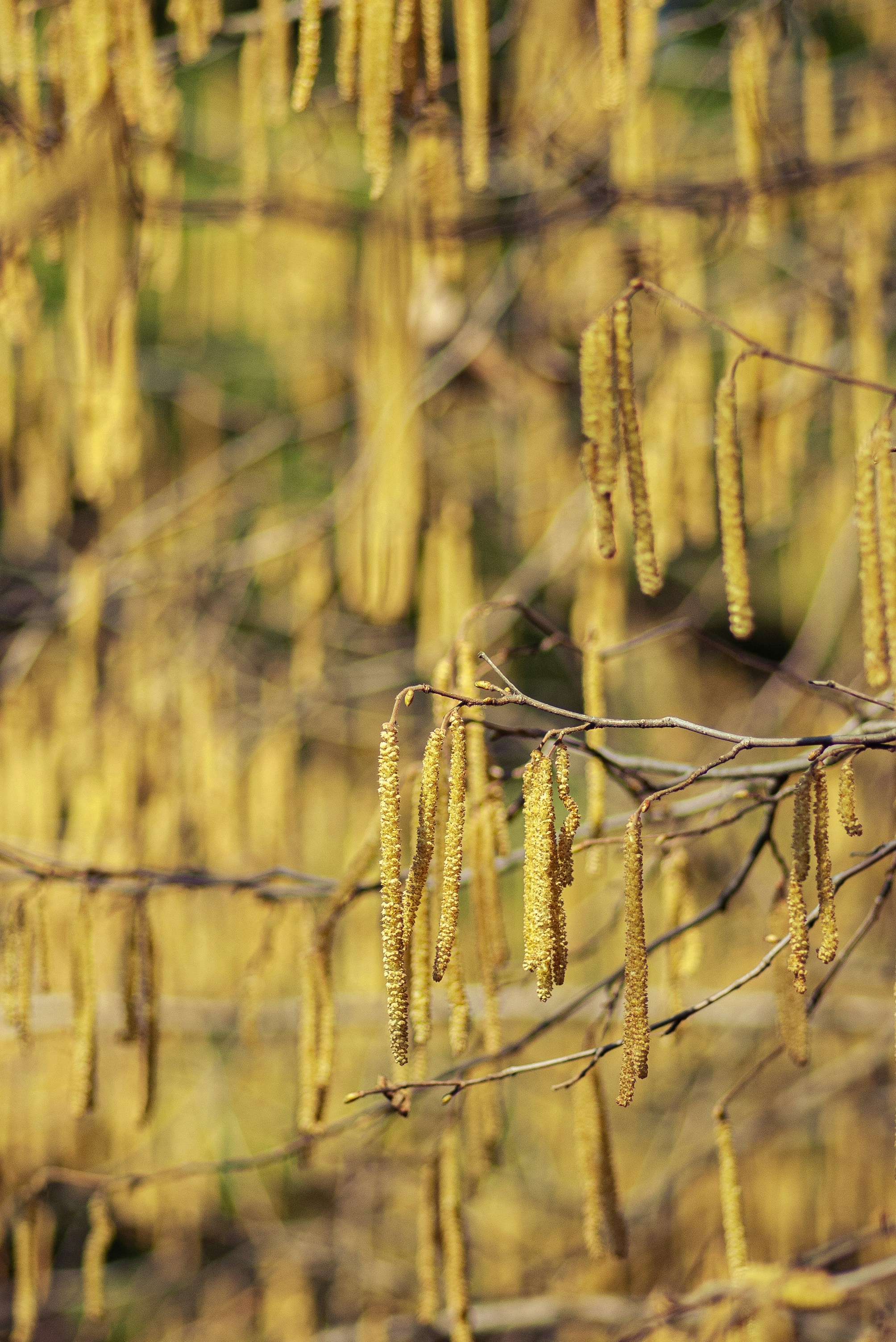 Hazel Park, Victoria