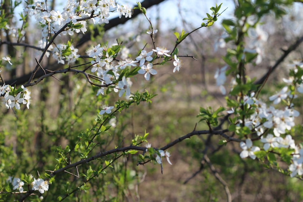 white flowers on brown tree branch during daytime