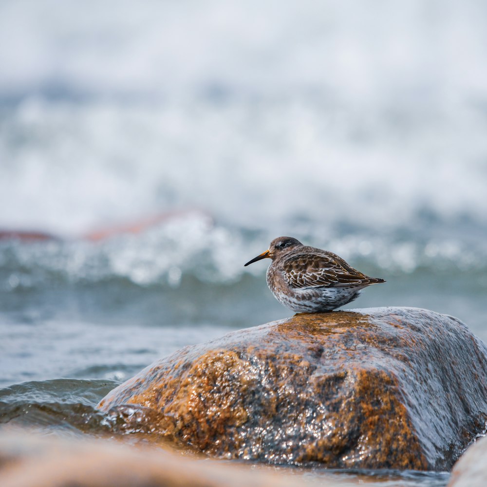 brown bird on rock during daytime