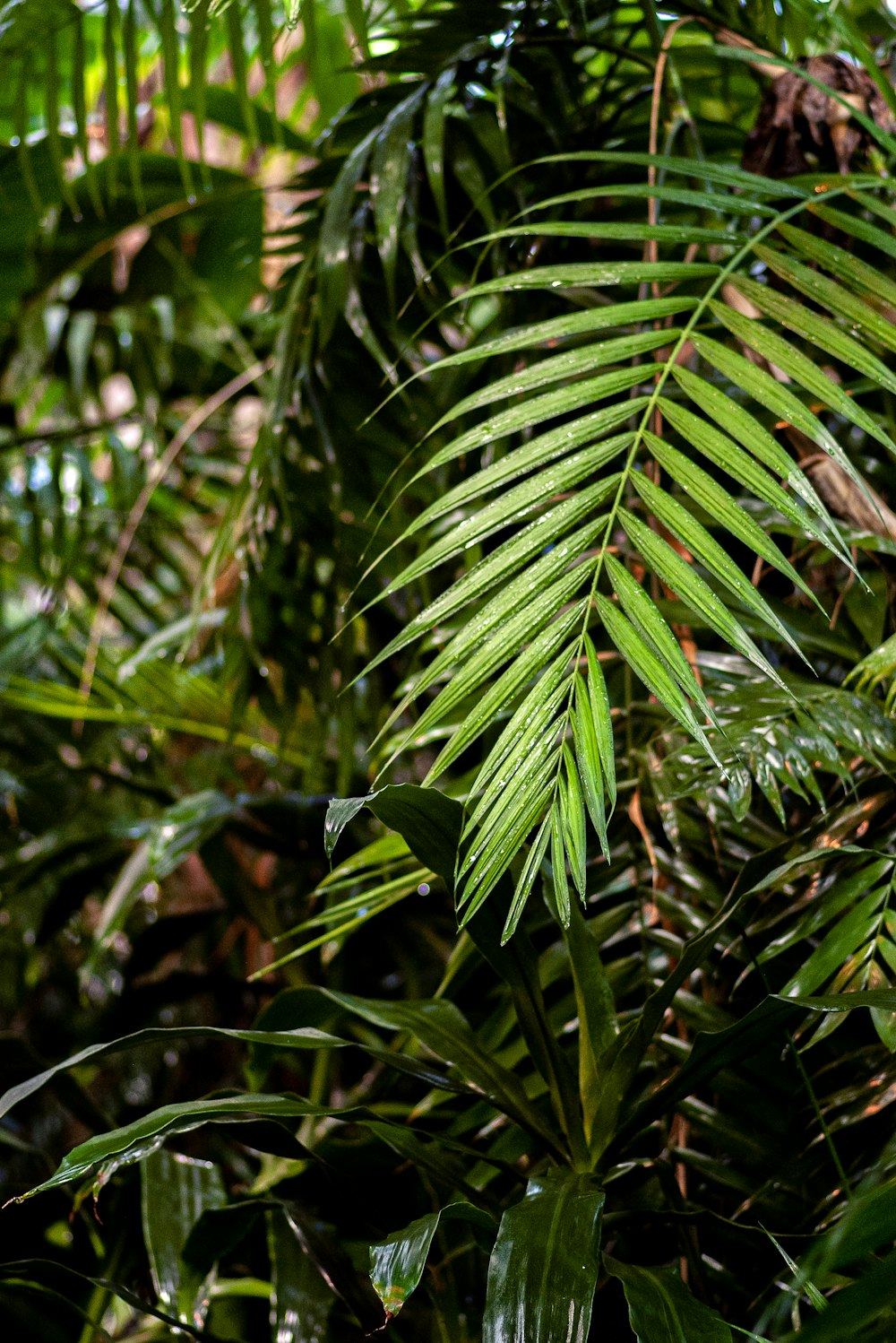 green leaf plant during daytime