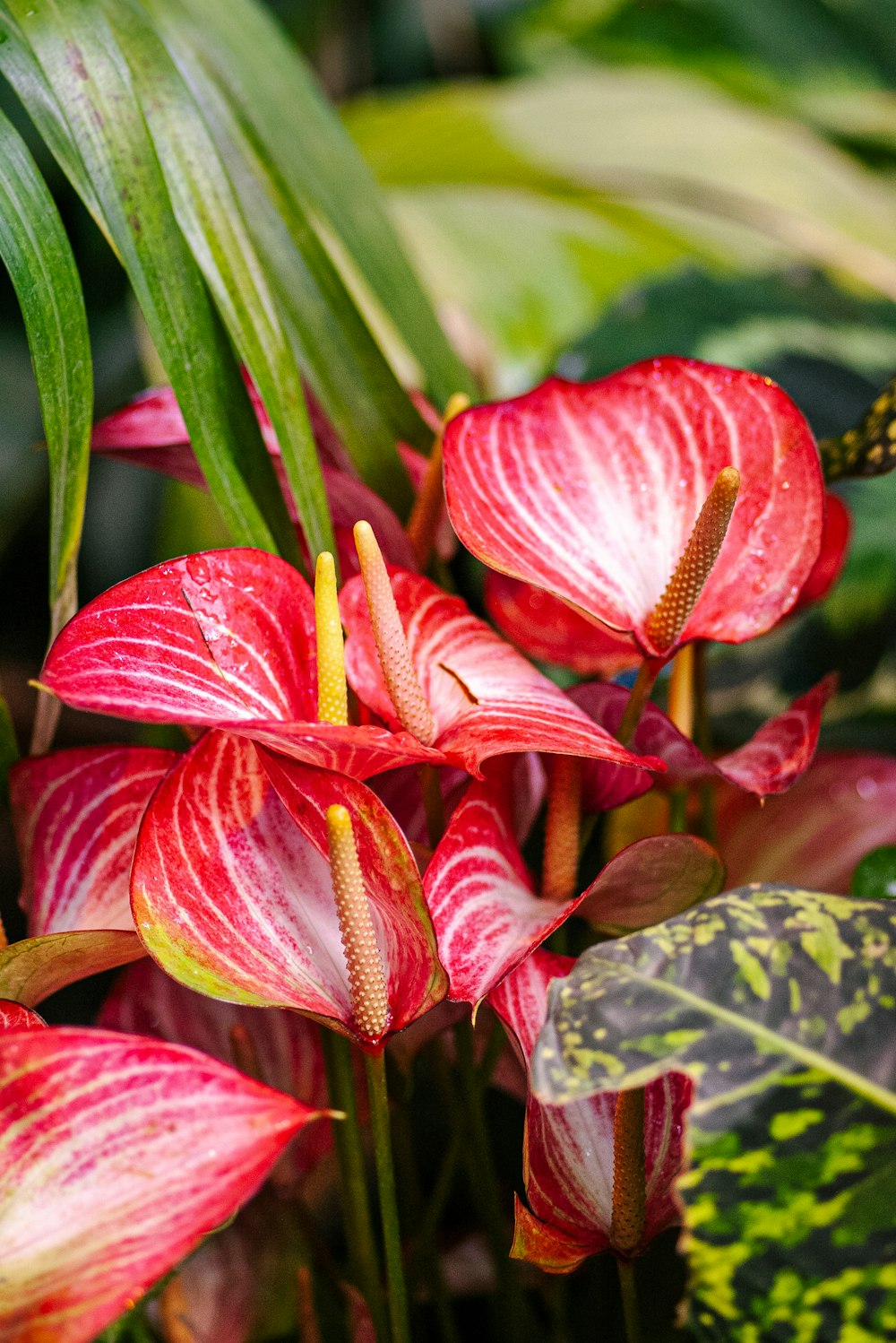 red and white flower in macro lens photography