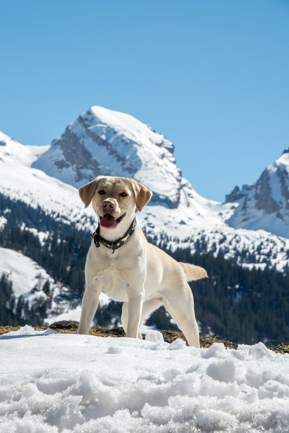 Labrador Retriever amarillo en suelo cubierto de nieve durante el día