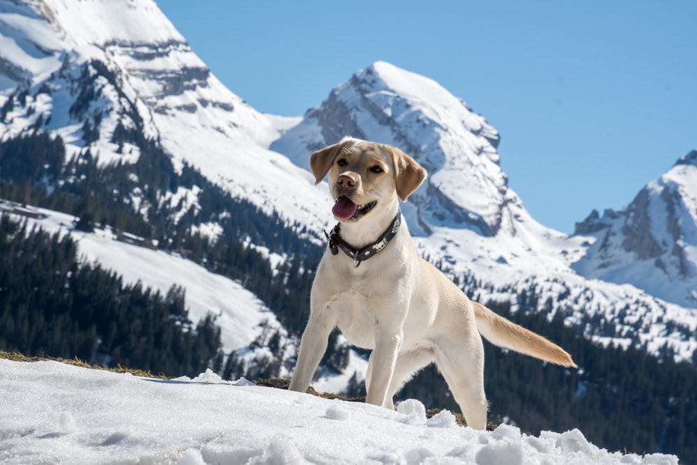 yellow labrador retriever sitting on snow covered ground during daytime