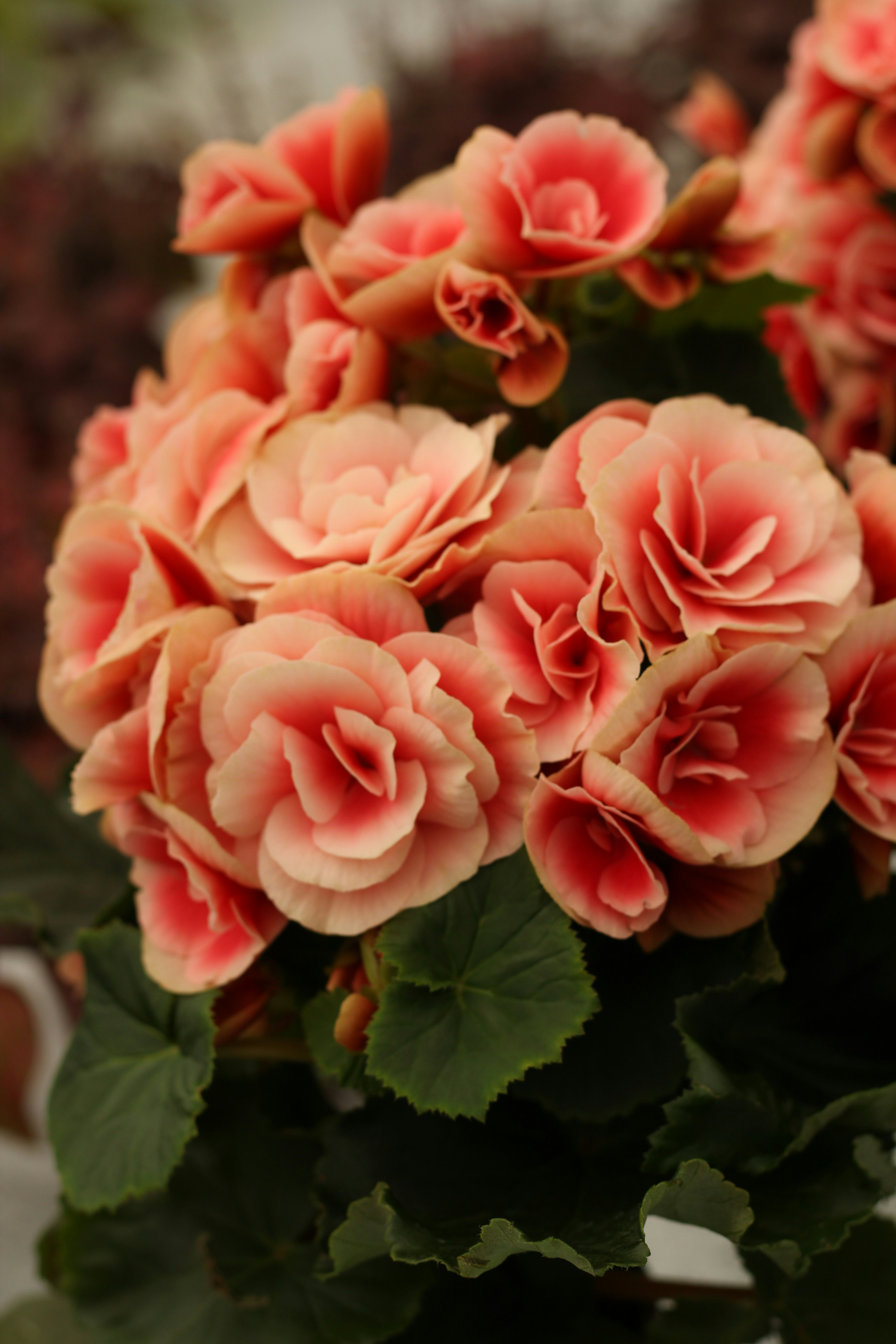 Photo by powerofthefalconer