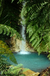 water falls in the middle of green trees
