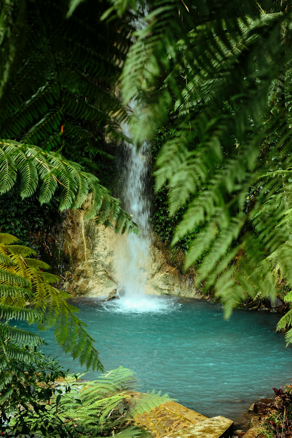 water falls in the middle of green trees