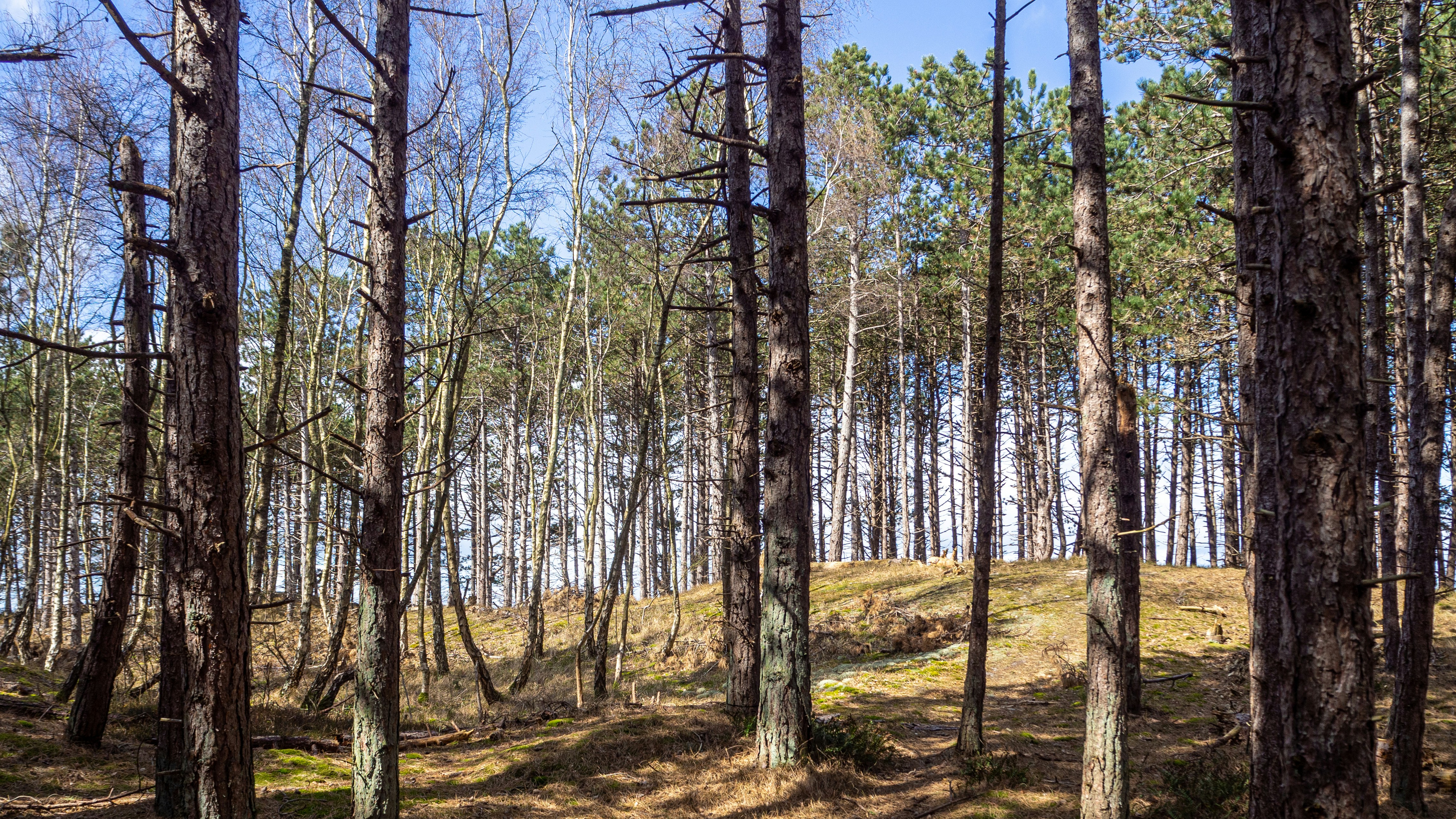 Photo by wimvanteinde