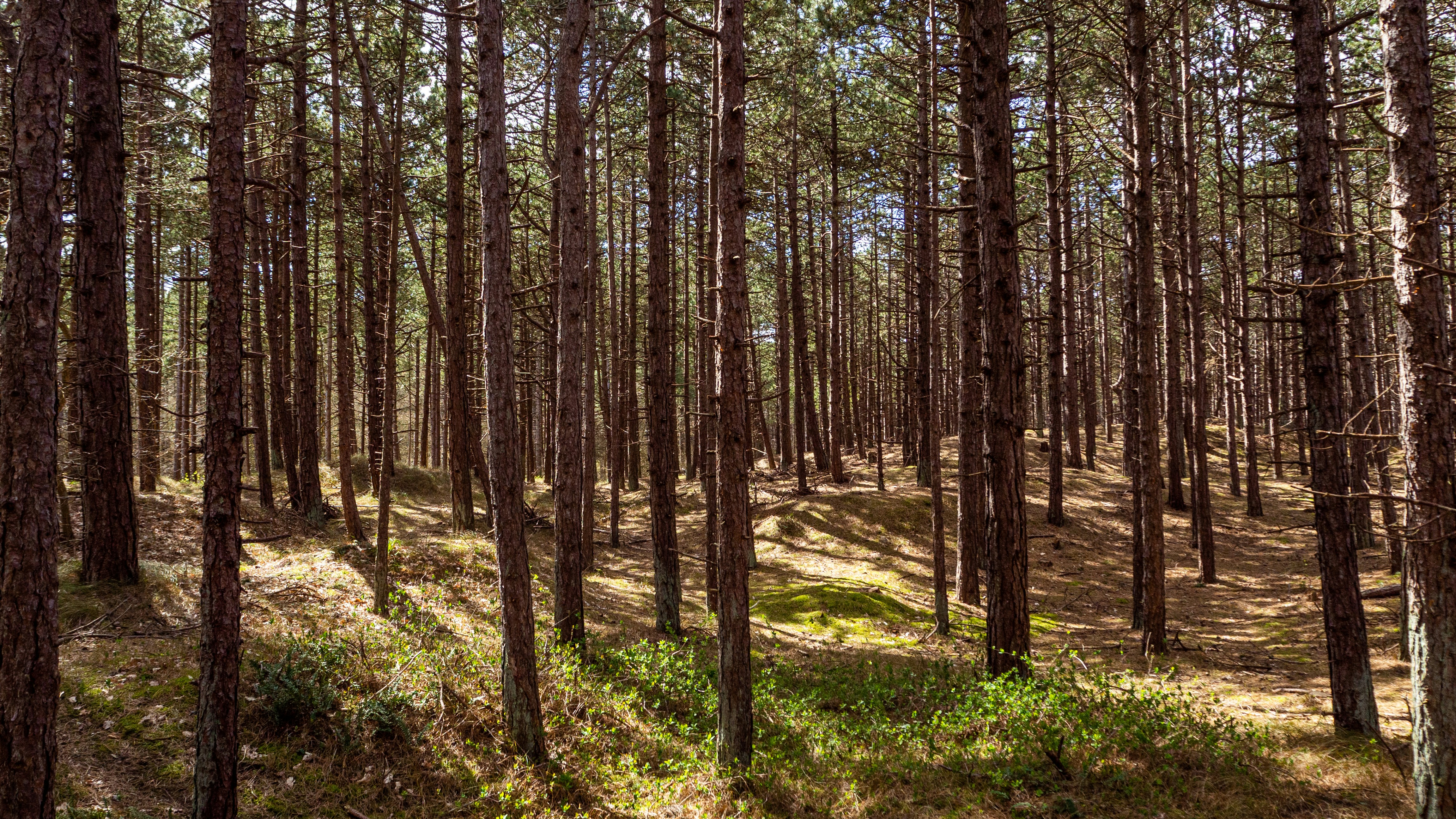 Photo by wimvanteinde