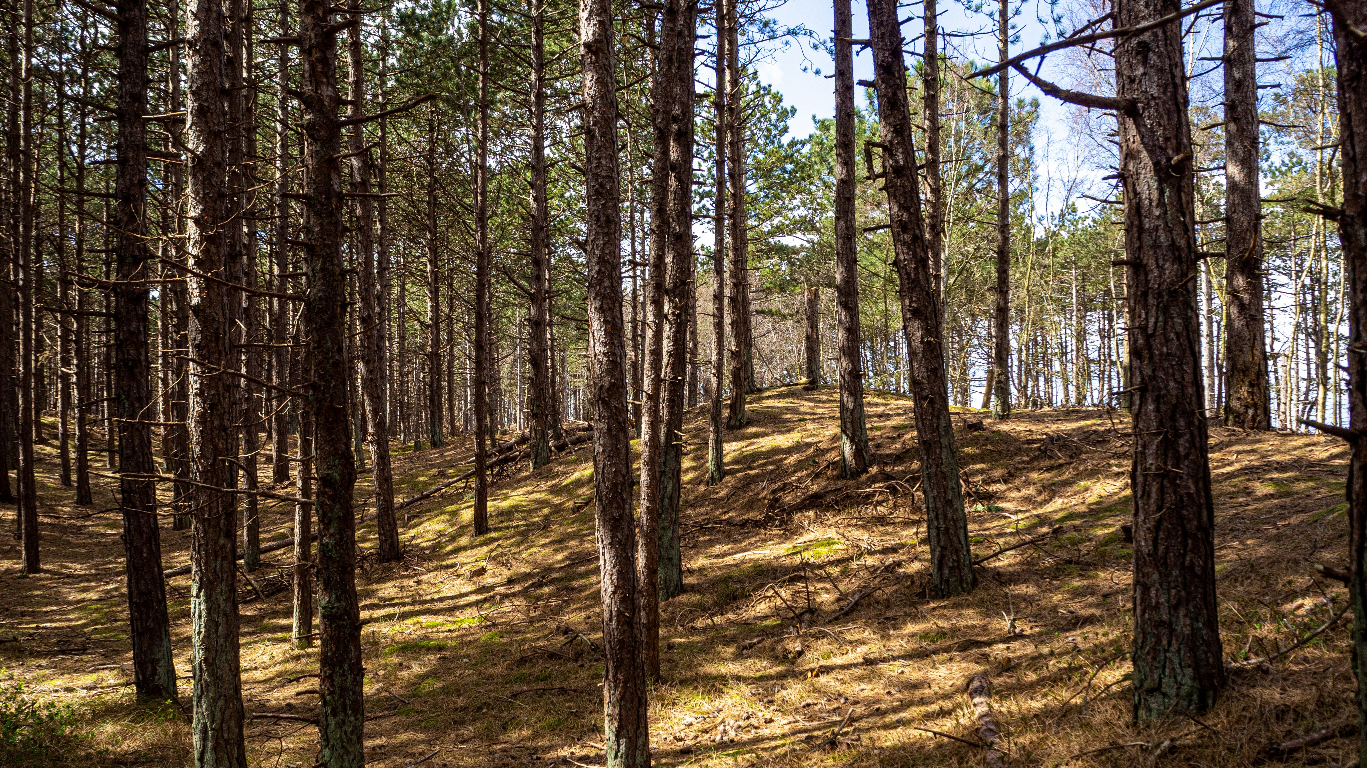 Photo by wimvanteinde