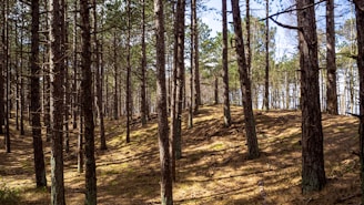 green and brown trees during daytime