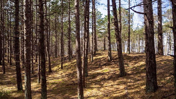 green and brown trees during daytime