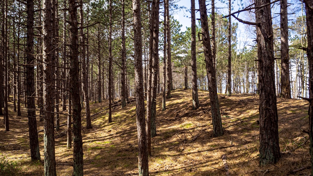 green and brown trees during daytime