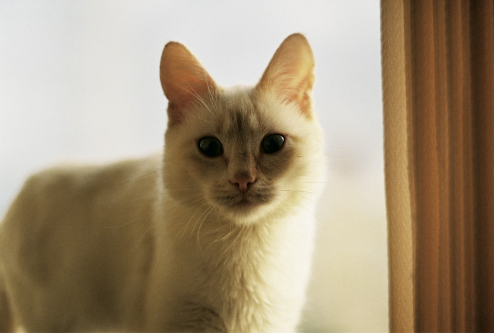 gato blanco sobre marco de madera marrón