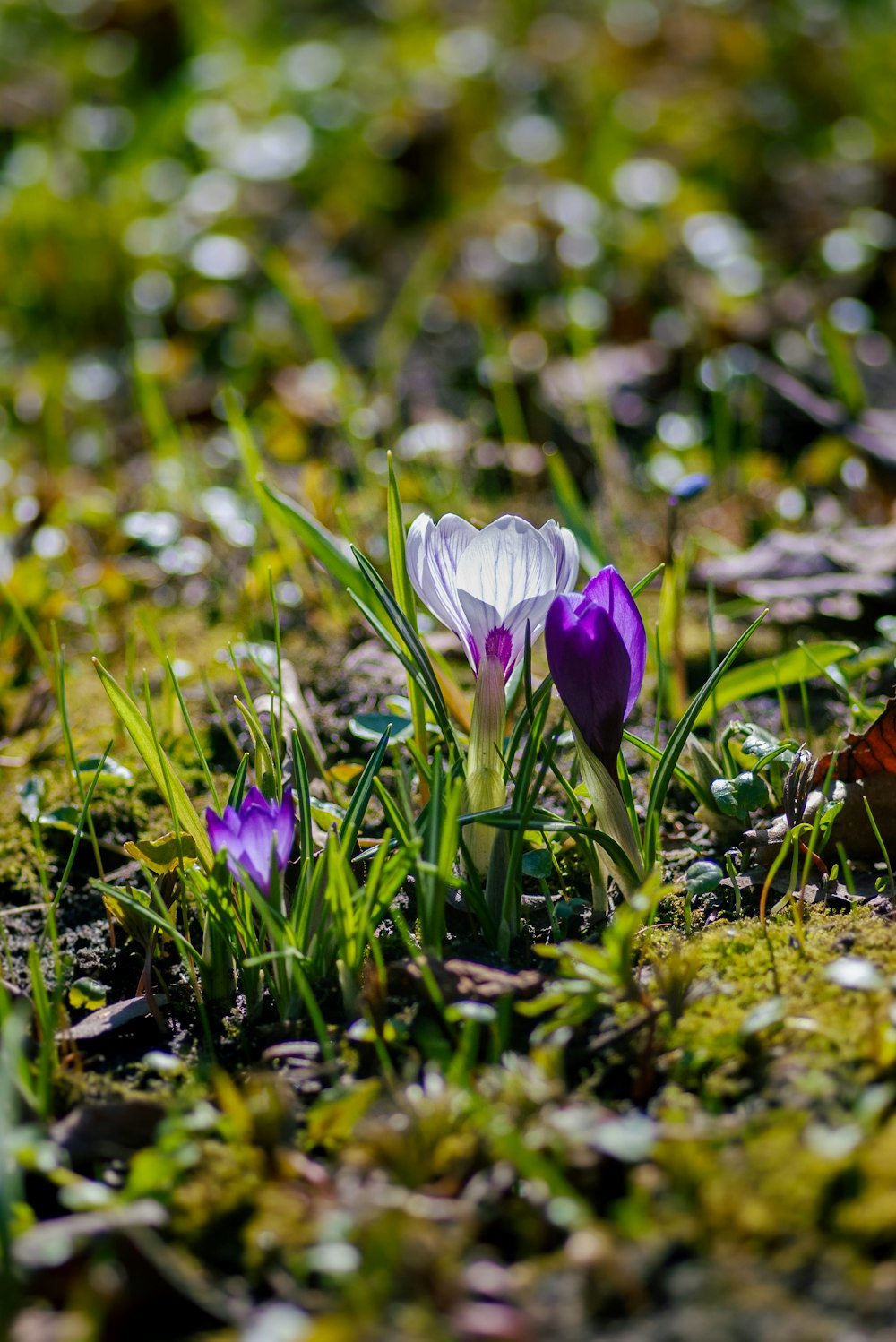 purple crocus flowers in bloom during daytime