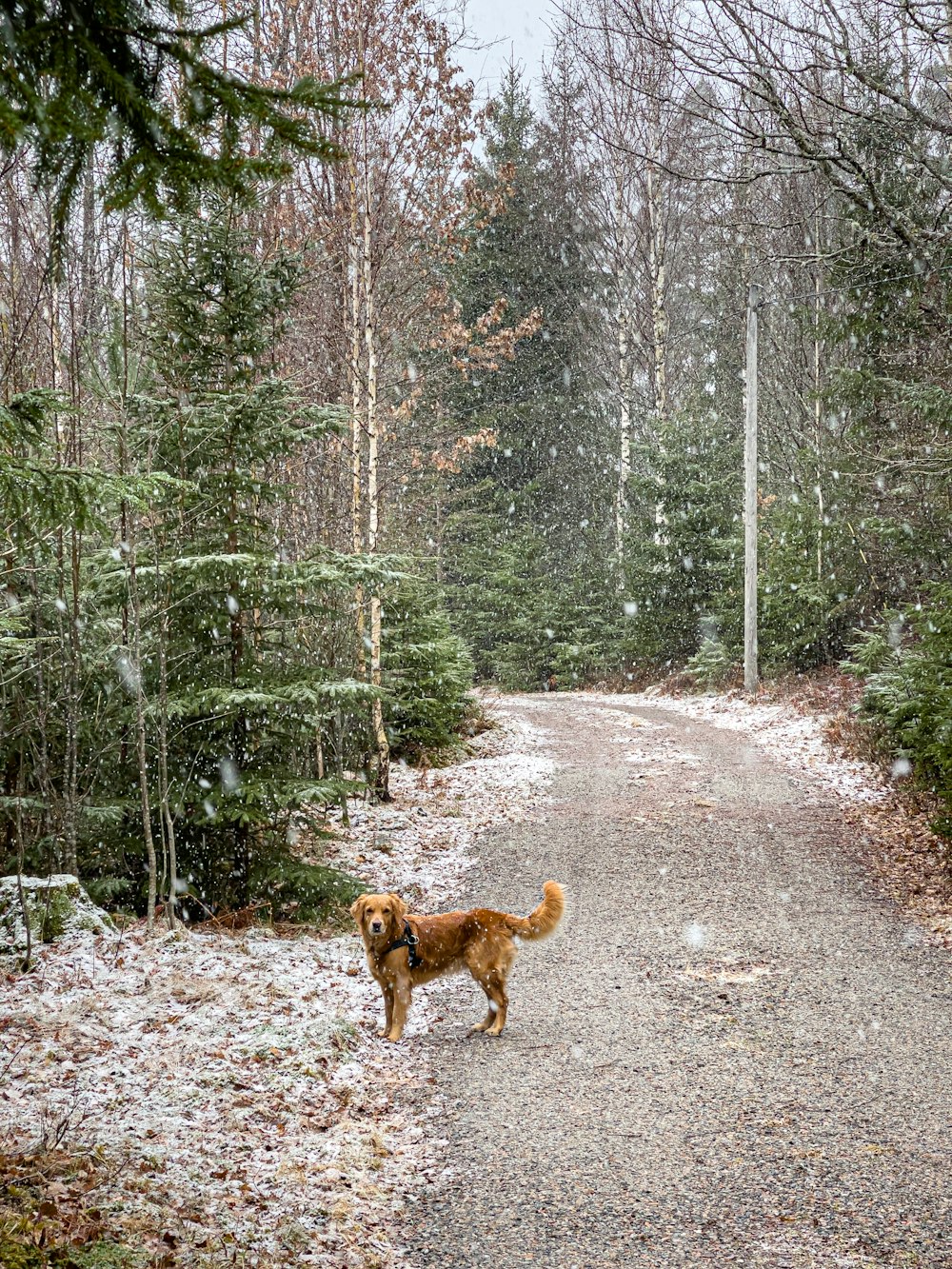 brown short coated medium sized dog walking on dirt road during daytime