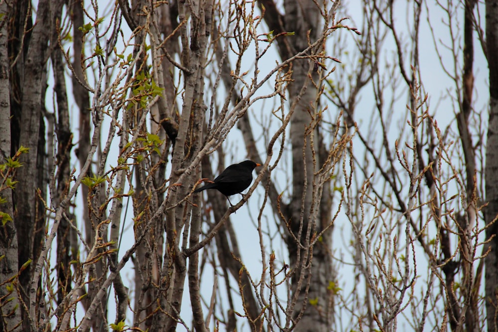 uccello nero sul ramo marrone dell'albero durante il giorno