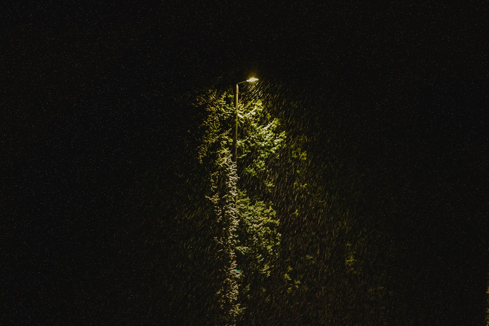 green pine tree with light