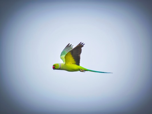 A vibrant green parrot in mid-flight with wings spread wide against a soft blue sky. The parrot has a distinctive long tail and a red ring around its neck.