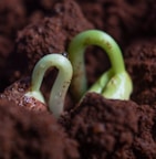 green and white snake on brown soil