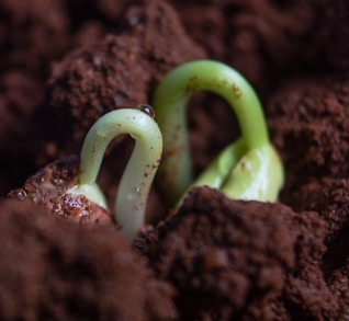 green and white snake on brown soil