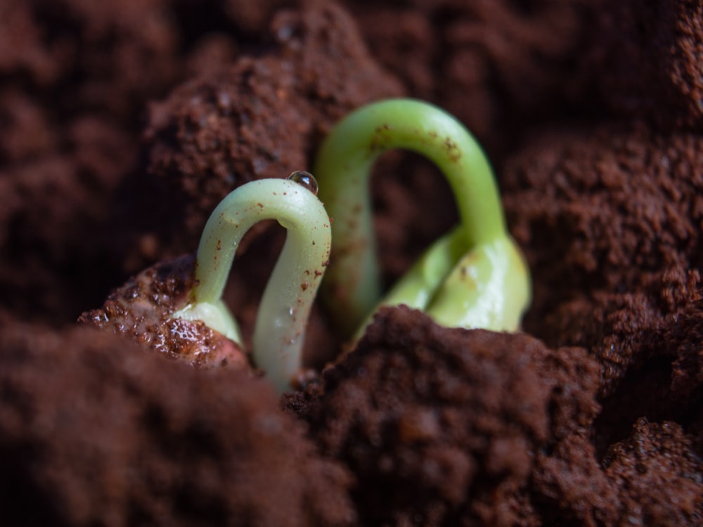 cobra verde e branca no solo marrom